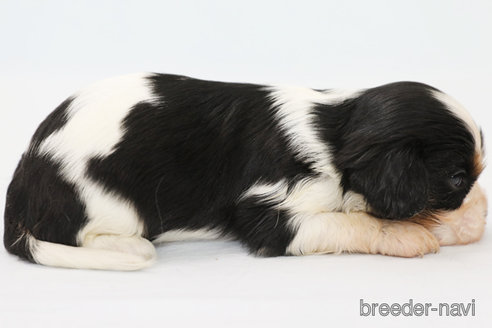 成約済の神奈川県のキャバリアキングチャールズスパニエル-315954の4枚目